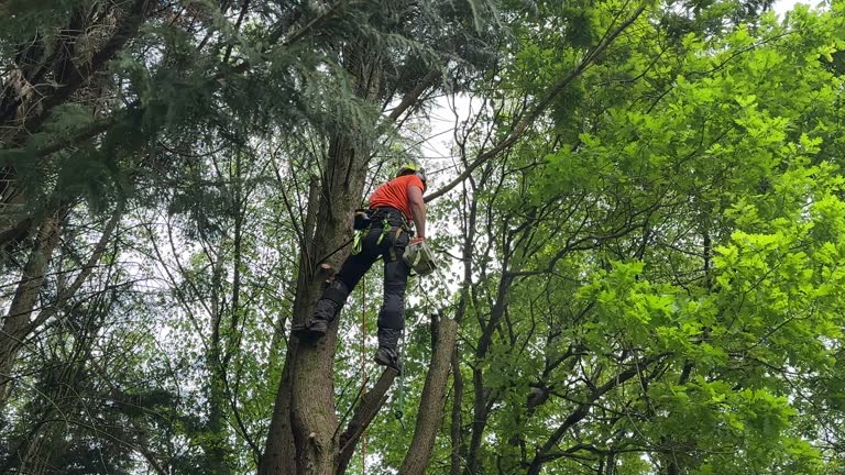 Best Weed Control  in Hidden Meadows, CA