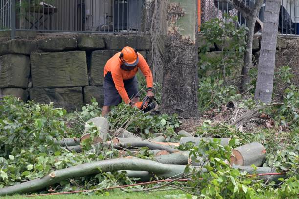 Best Tree Risk Assessment  in Hidden Meadows, CA